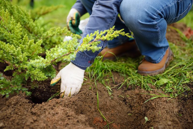 Fruit Tree Planting in Ventura County, CA
