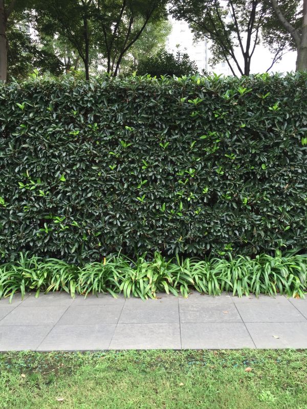 Hedge Replacement in Ventura County, CA