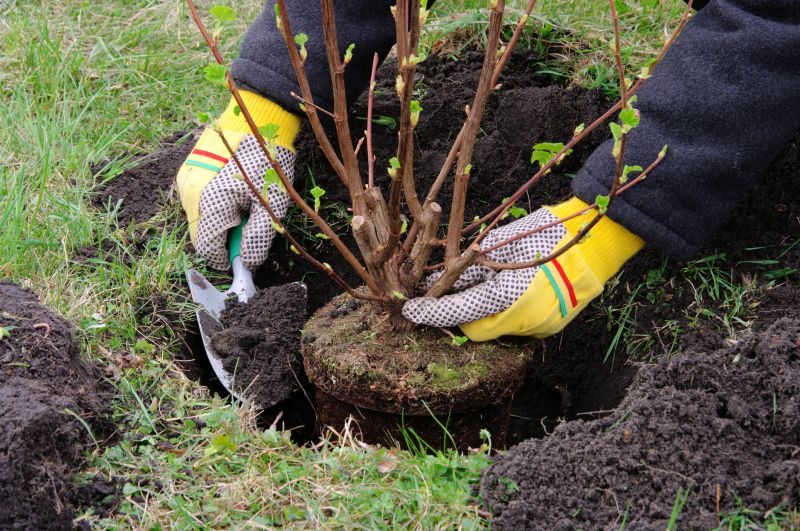 Home Gardening Service in Honolulu, HI