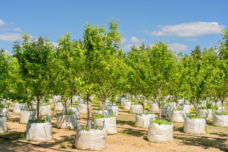Oak Tree Planting in Honolulu, HI