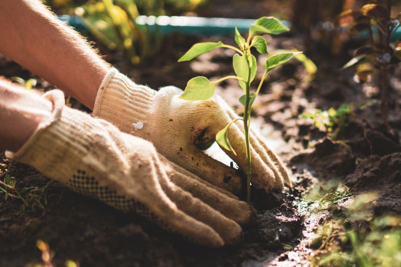 Perennials Planting in Ventura County, CA