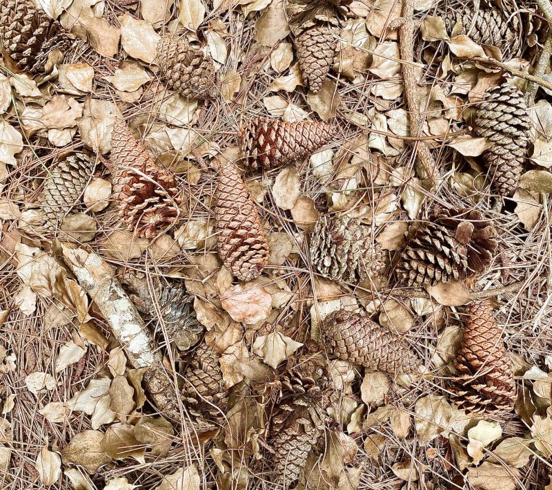 Pine Straw Raking in Honolulu, HI