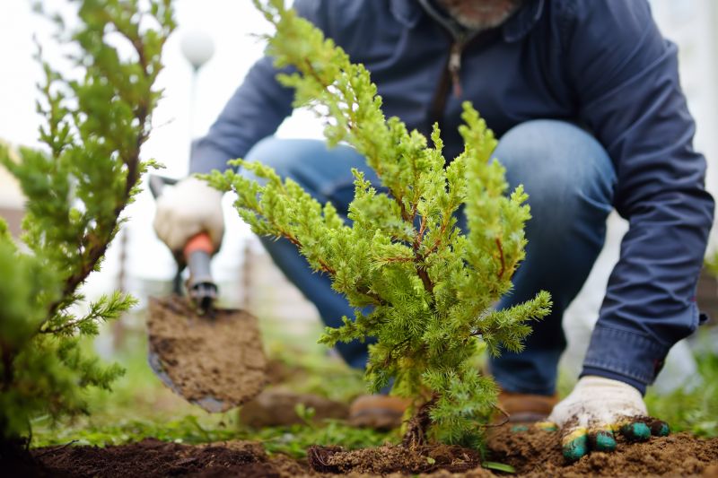 Plant Replacement in Ventura County, CA
