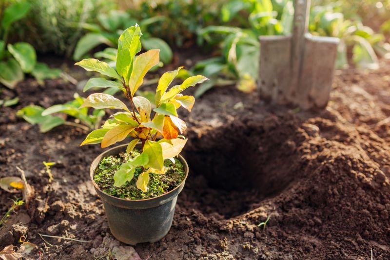Planting Service in Ventura County, CA