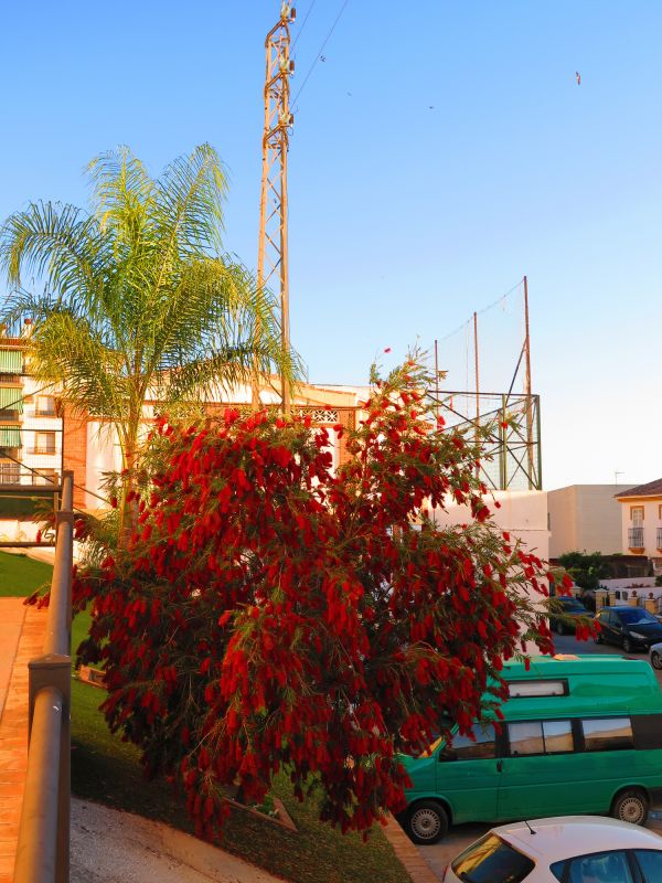Privacy Shrub Planting in Honolulu, HI