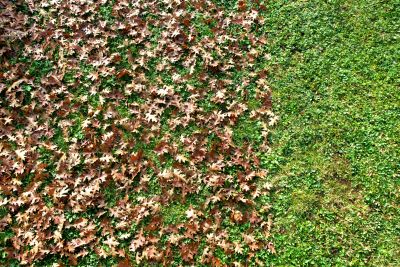 Spring Lawn Cleanup in Ventura County, CA