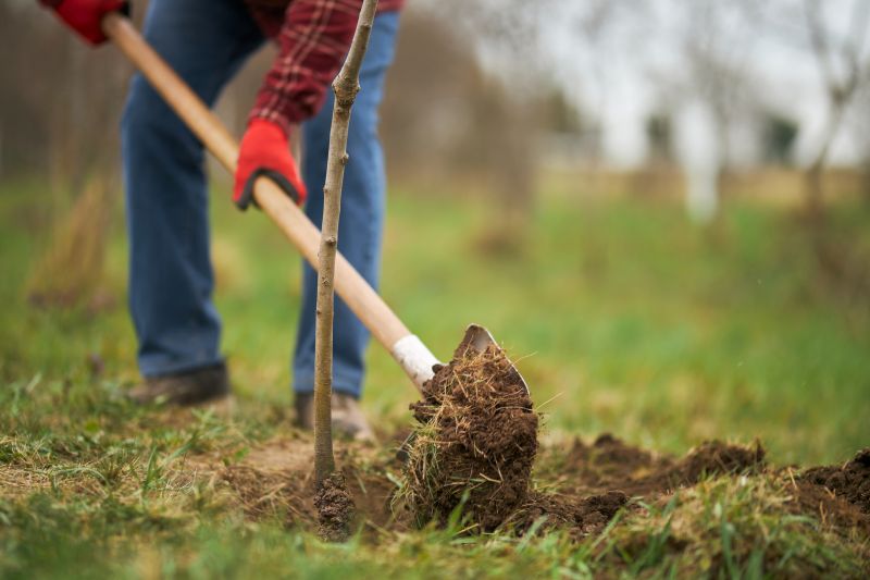 Tree Installation Service in Ventura County, CA