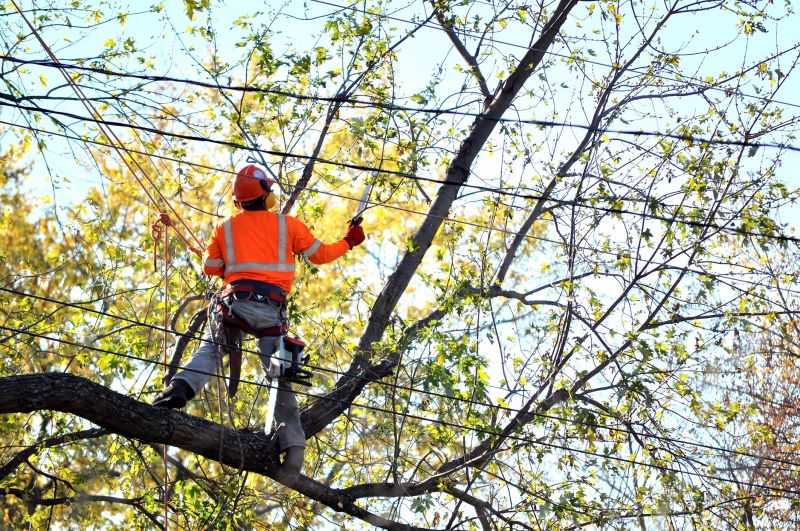 Tree Repair in Reno, NV