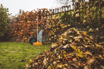 Leaf Removal - Leaf Removal Chapin, South Carolina
